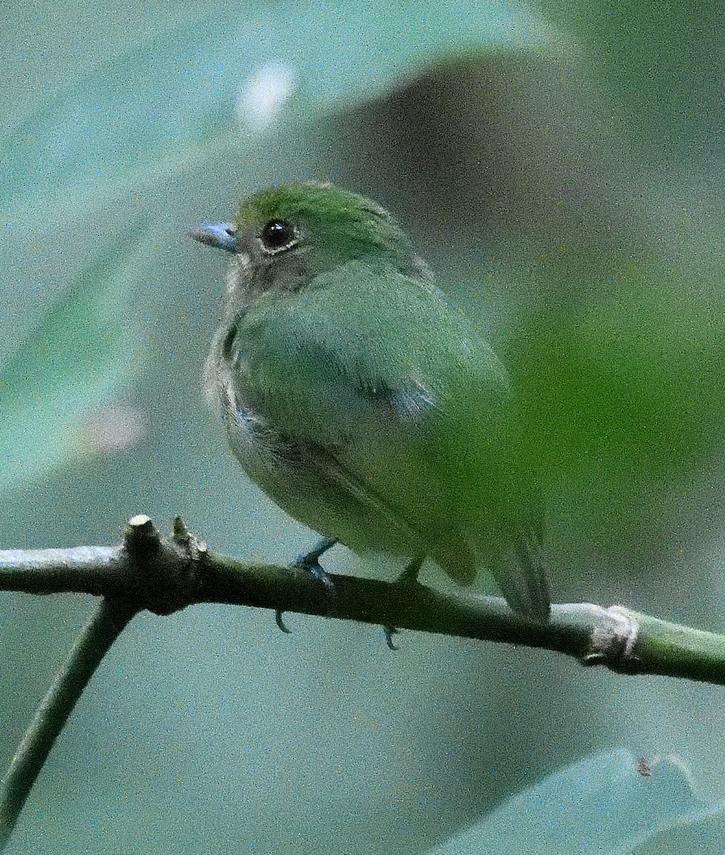 Saltarín Coroniazul (velutina/minuscula) - ML618454416