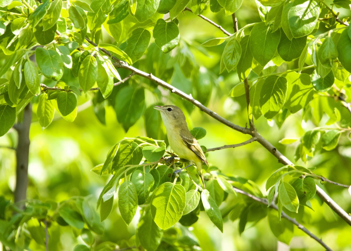 Bell's Vireo - John Webster