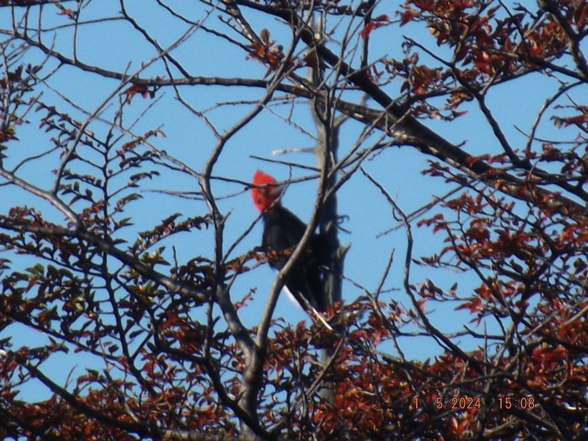 Magellanic Woodpecker - Gustavo Bahamondes