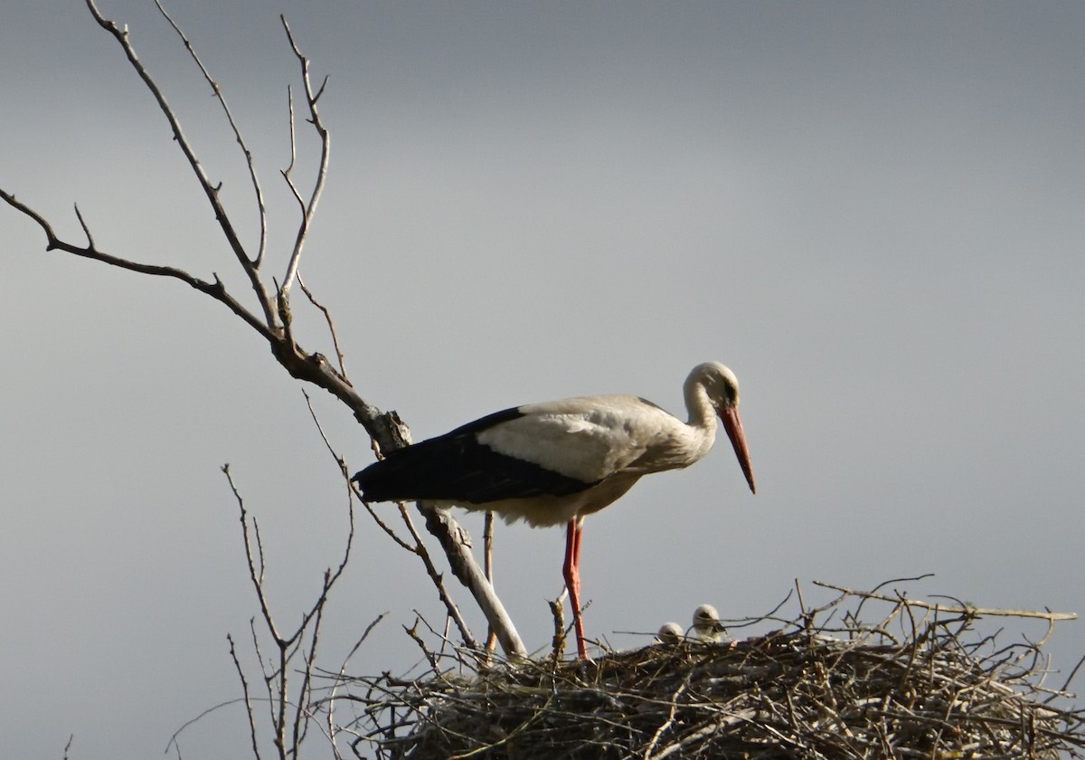 White Stork - ML618454448