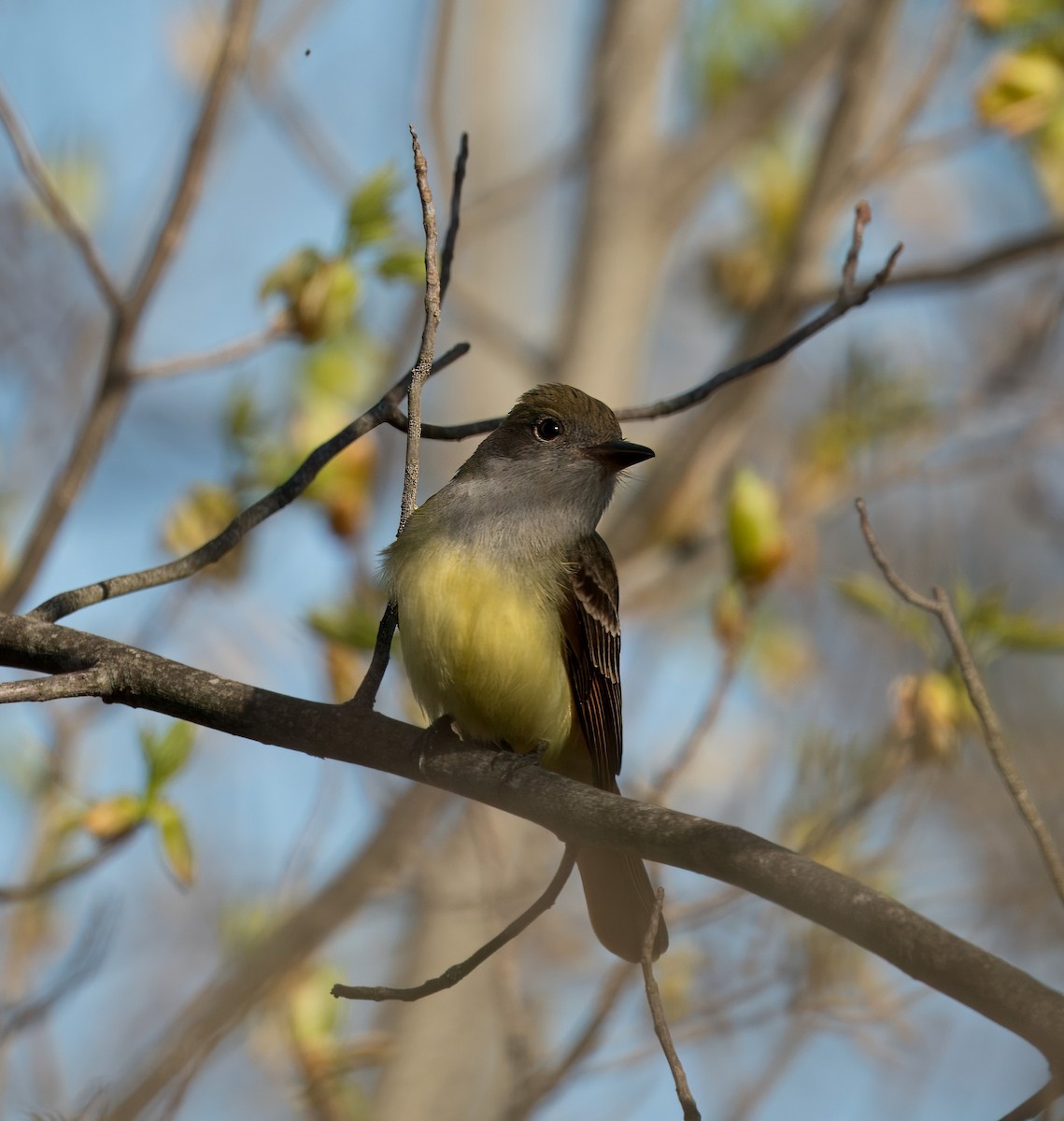 Great Crested Flycatcher - ML618454454