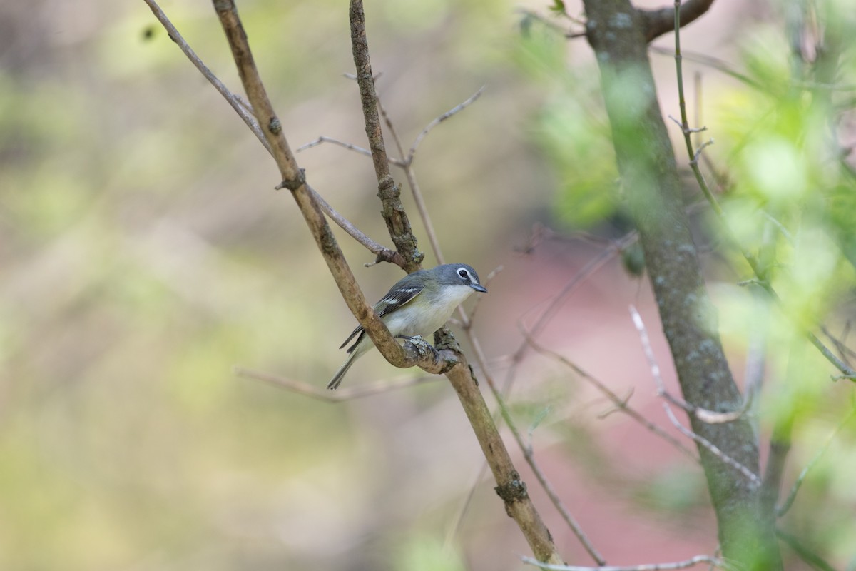 Blue-headed Vireo - Evan Jonker