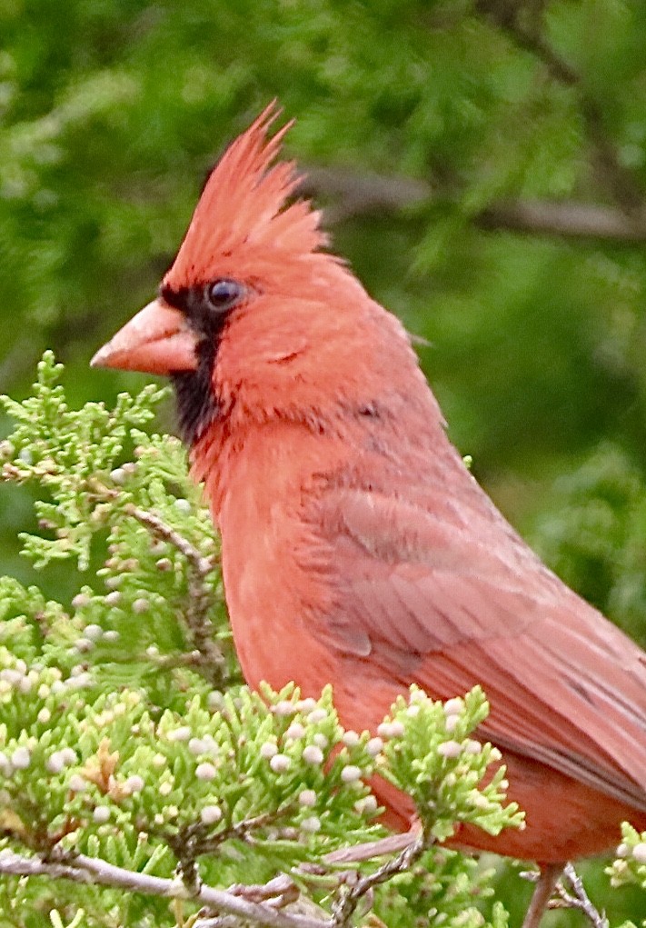 Cardinal rouge - ML618454466