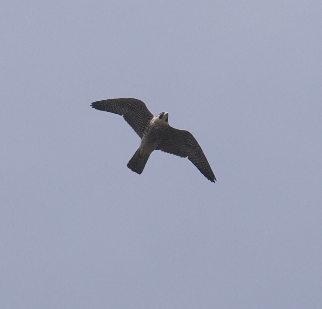 Peregrine Falcon - Bob Foehring