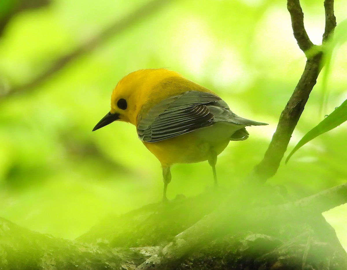 Prothonotary Warbler - ML618454482