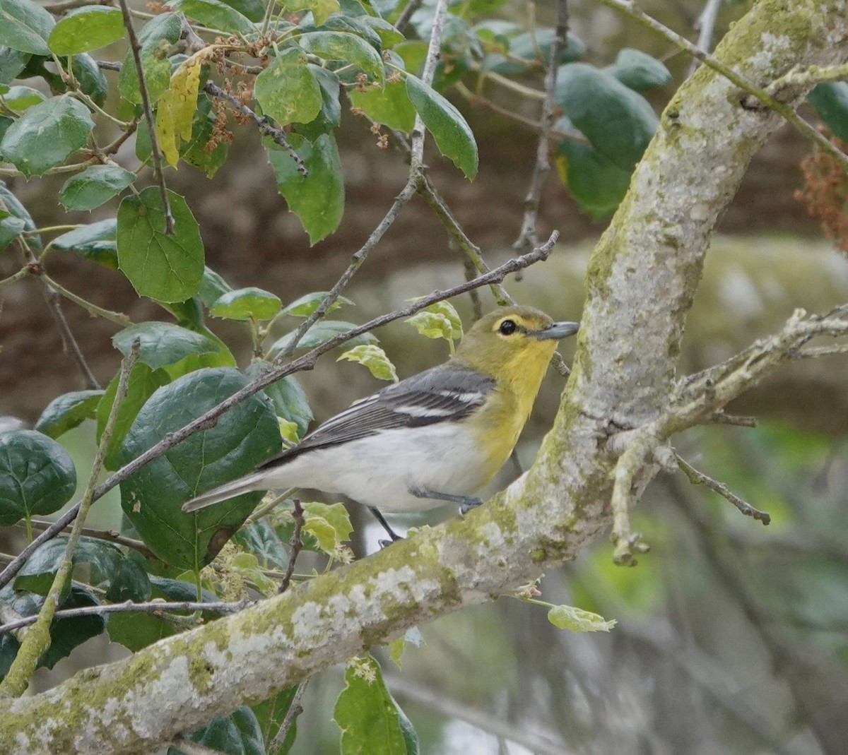 Yellow-throated Vireo - ML618454518