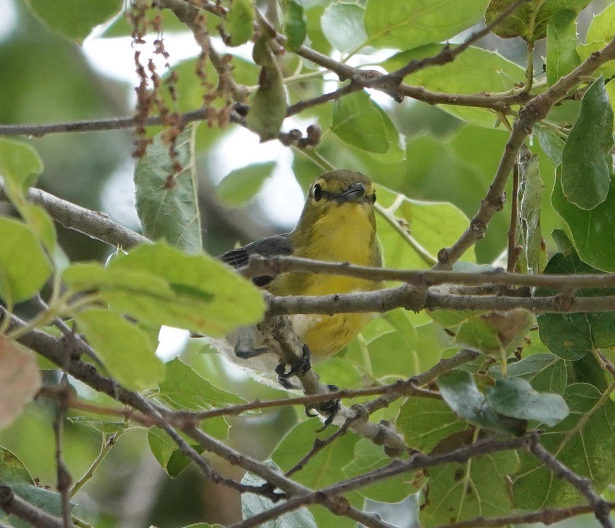 Gelbkehlvireo - ML618454524