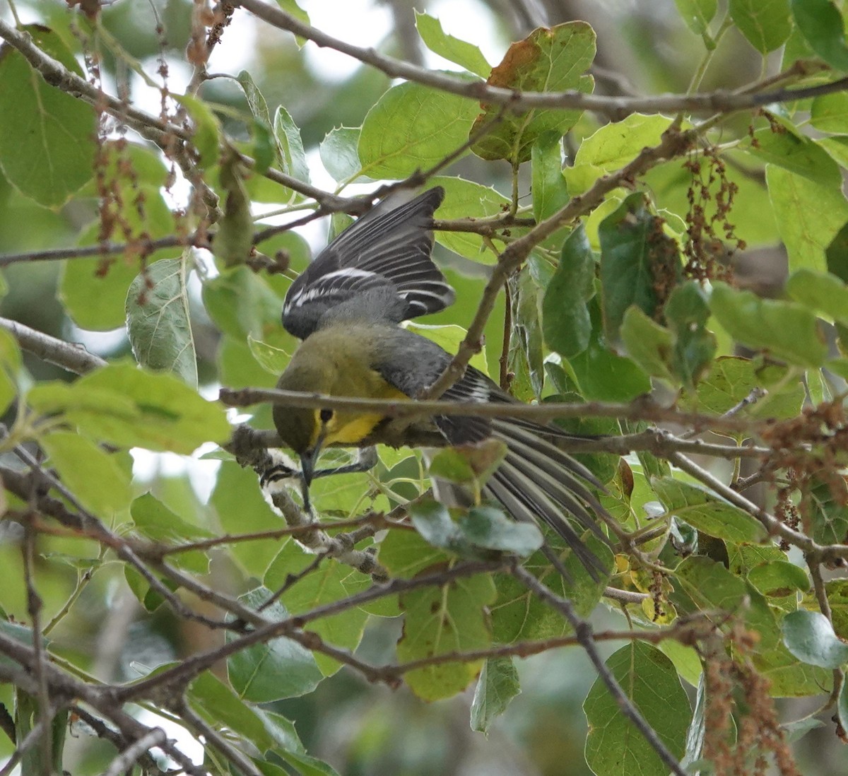 Gelbkehlvireo - ML618454526