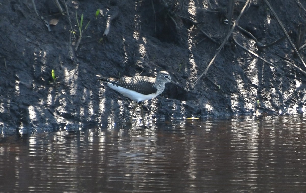 Solitary Sandpiper - ML618454531