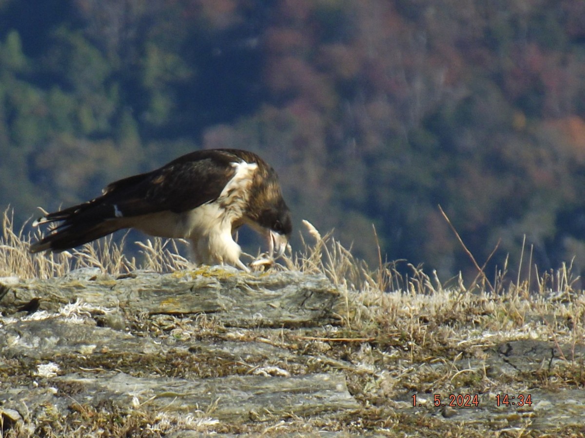 White-throated Caracara - ML618454543