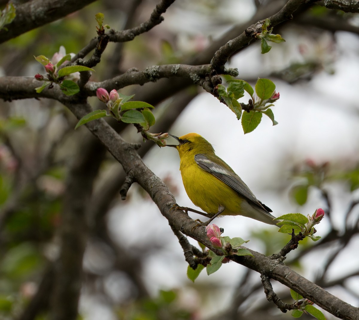 Blue-winged Warbler - Felipe Lopez