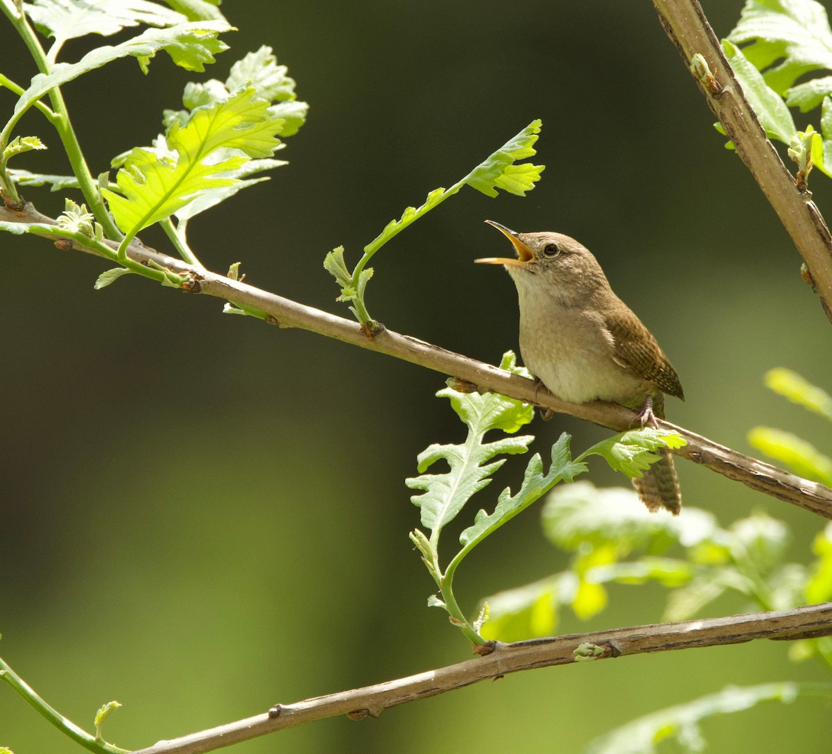 House Wren - Benjamin Zerante