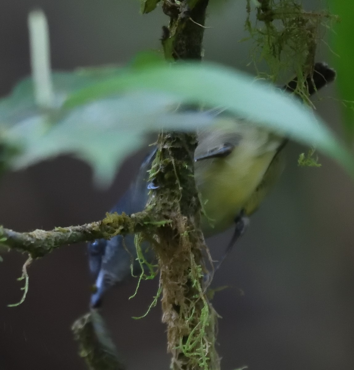 Plain Antvireo - Qinglin Ma