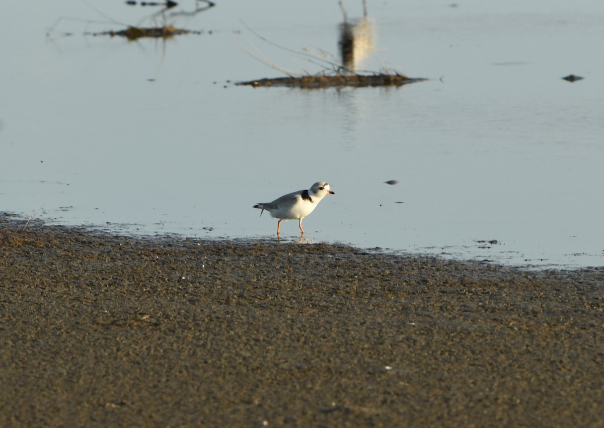 Piping Plover - ML618454588