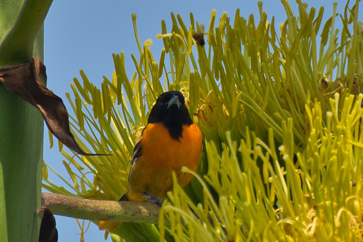 Baltimore Oriole - Donald Fullmer