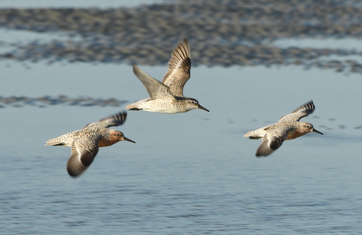 Red Knot - ML618454605