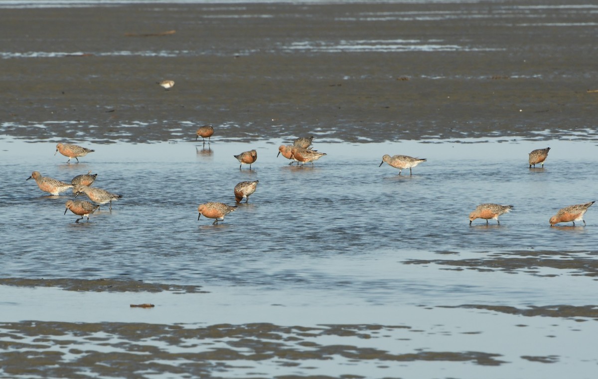 Red Knot - ML618454609