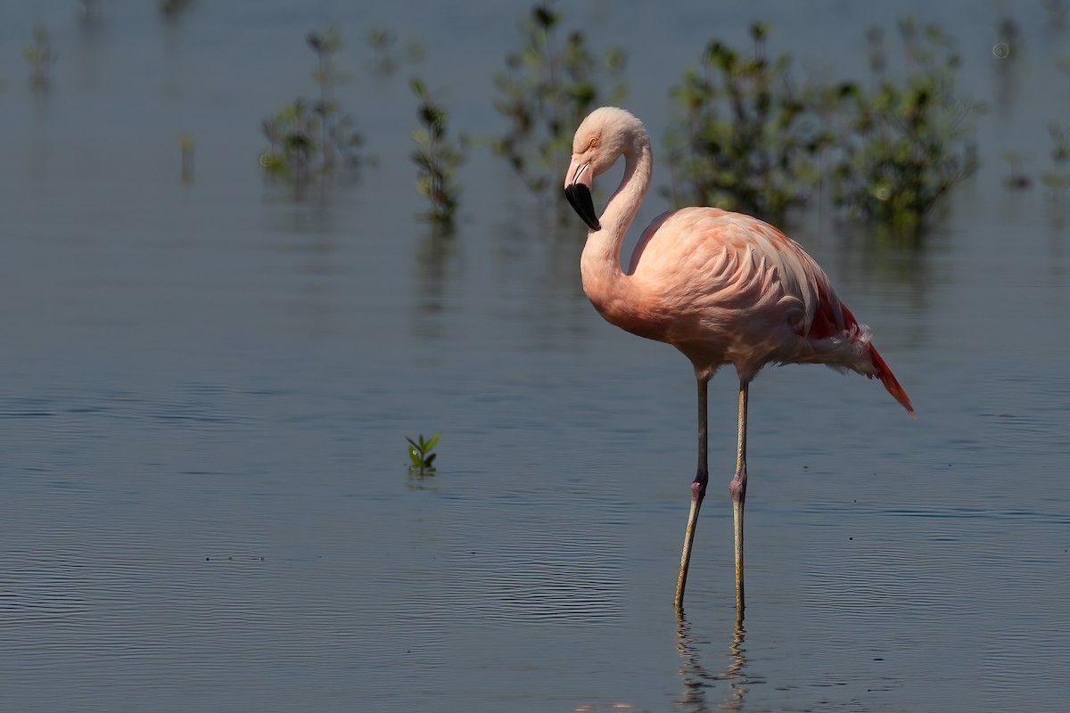 Chilean Flamingo - Sergio Porto