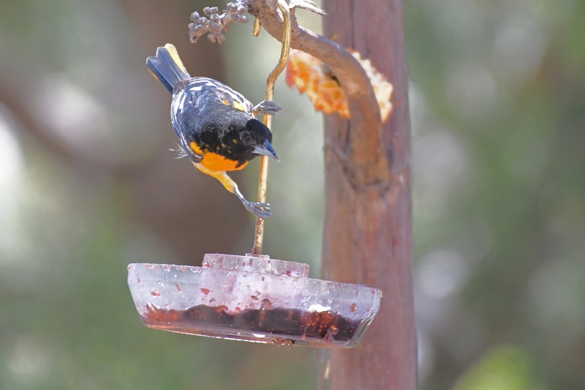 Baltimore Oriole - ML618454628