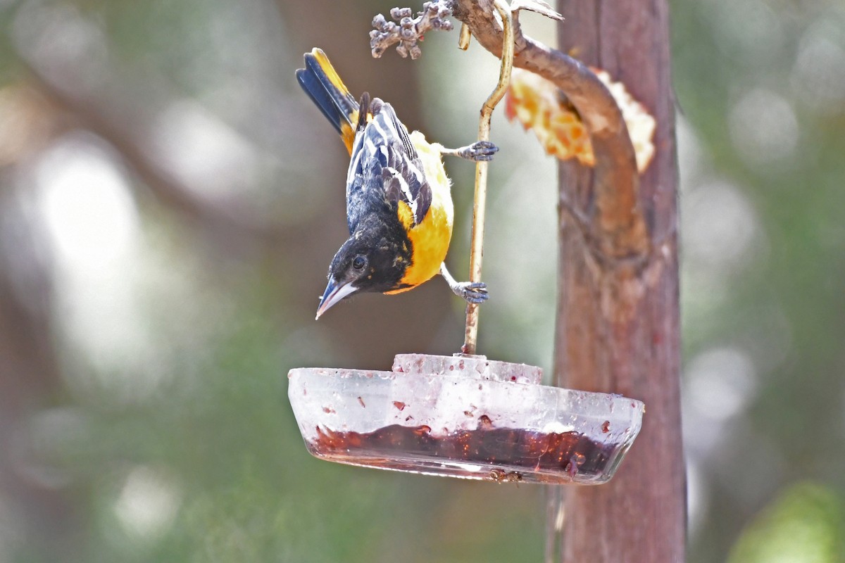 Baltimore Oriole - ML618454629