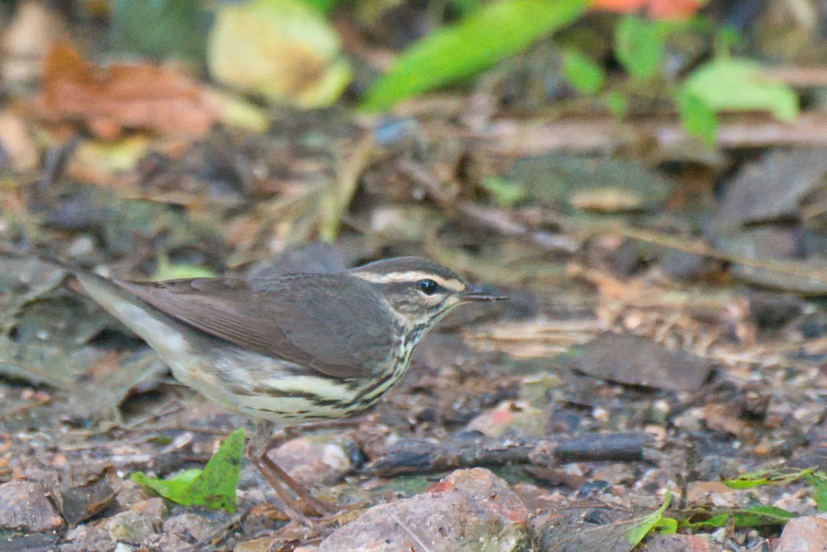 Northern Waterthrush - Donald Fullmer