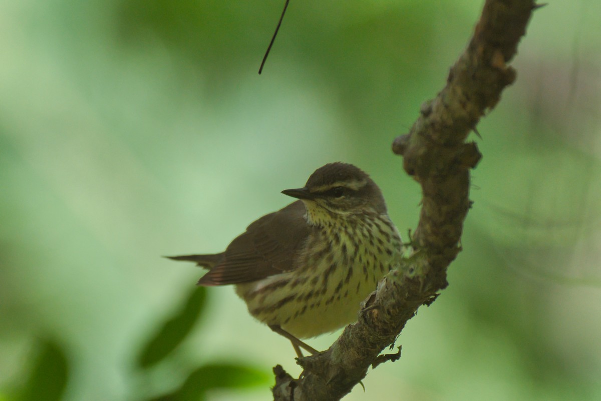 Northern Waterthrush - Donald Fullmer