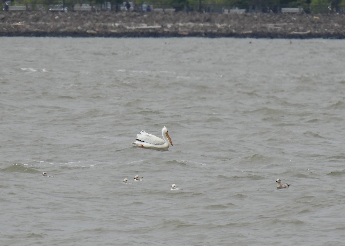 American White Pelican - ML618454688