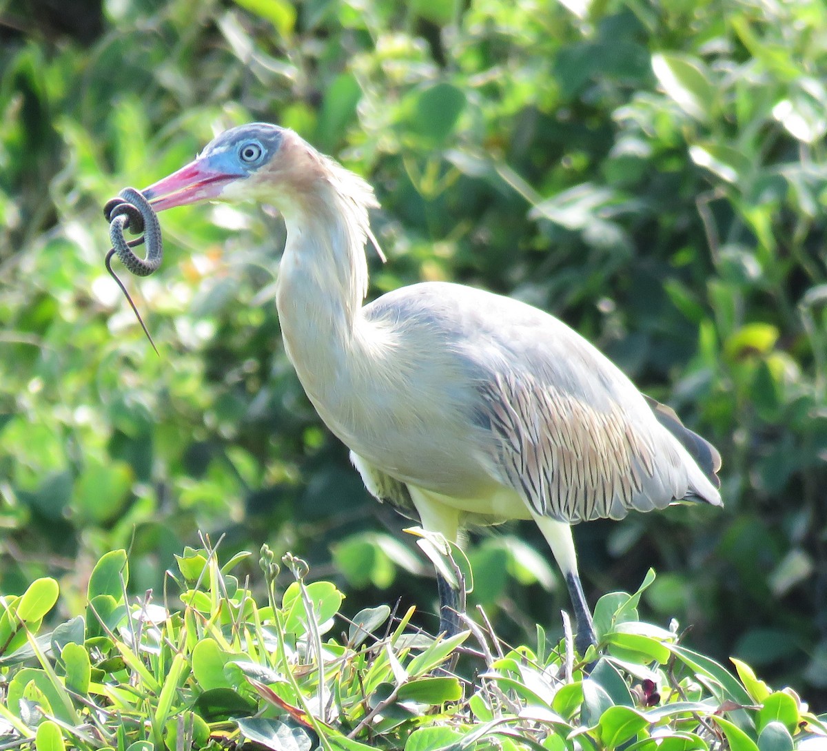 Whistling Heron - Letícia Matheus Baccarin