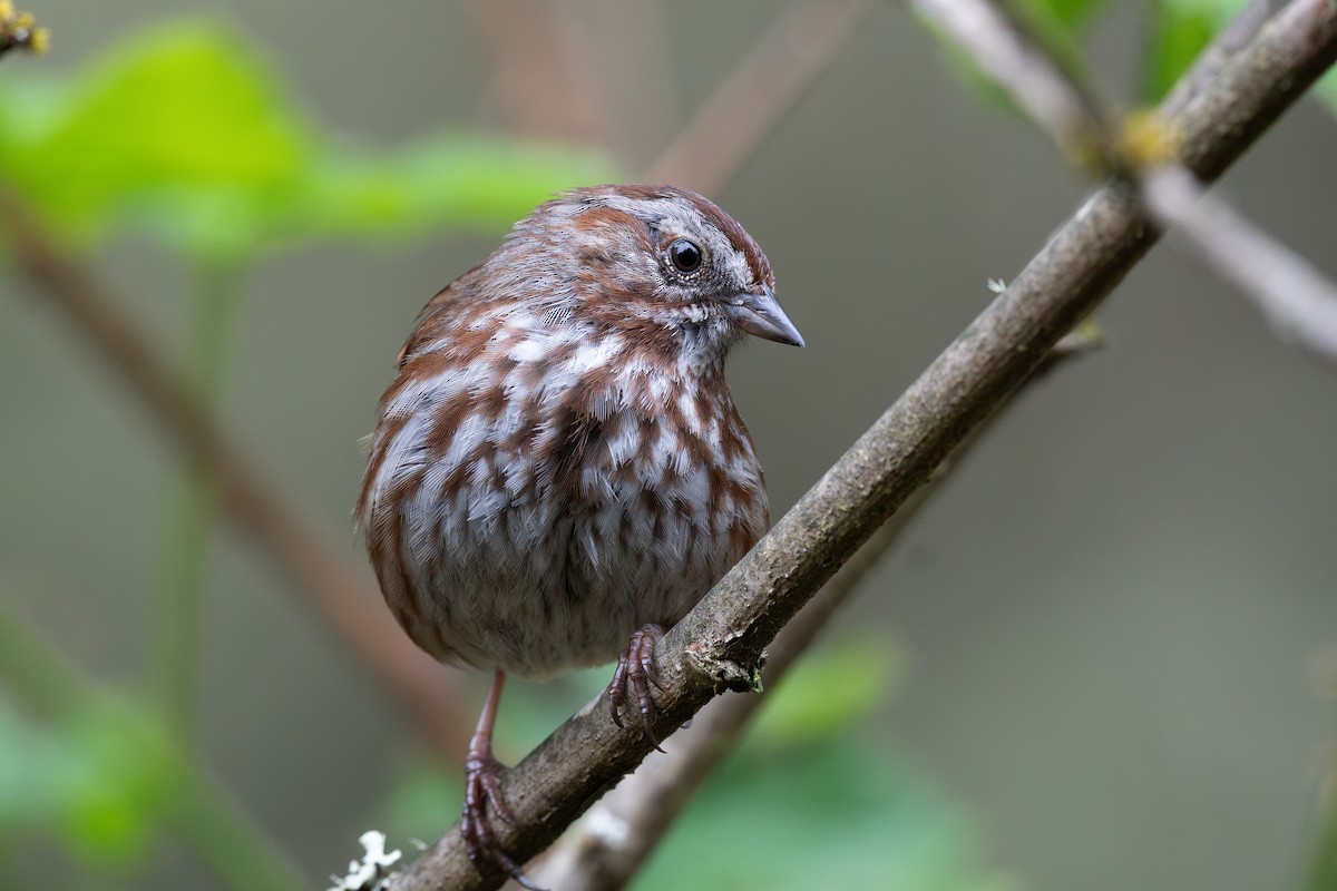 Song Sparrow - Steve Heinl