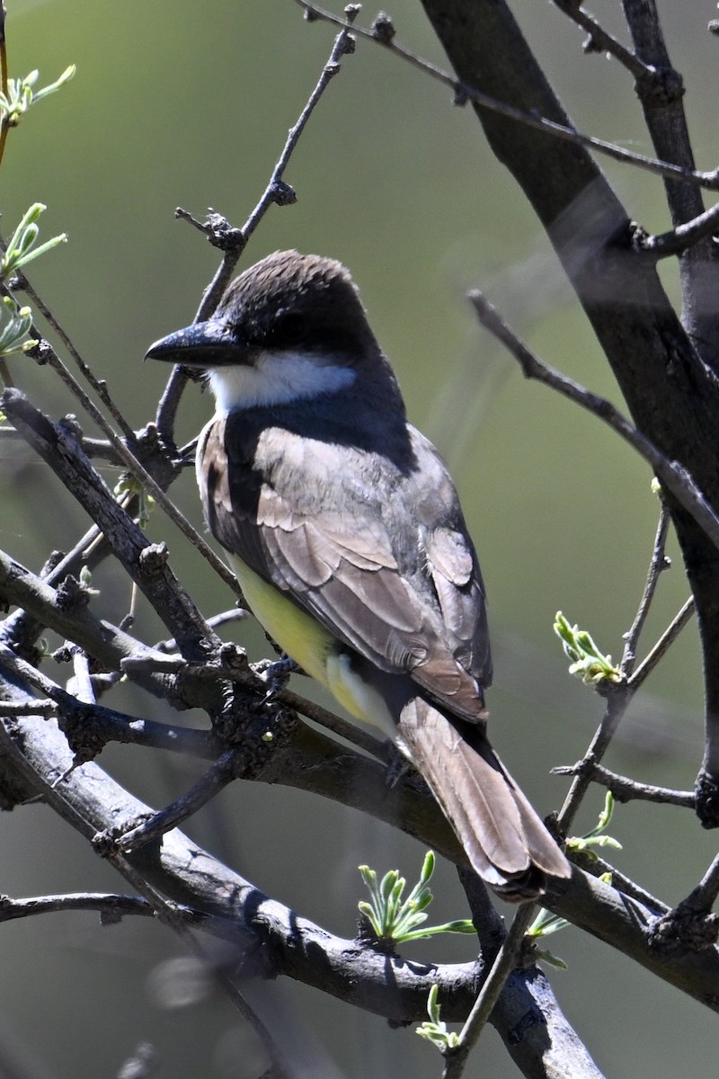 Dickschnabel-Königstyrann - ML618454705