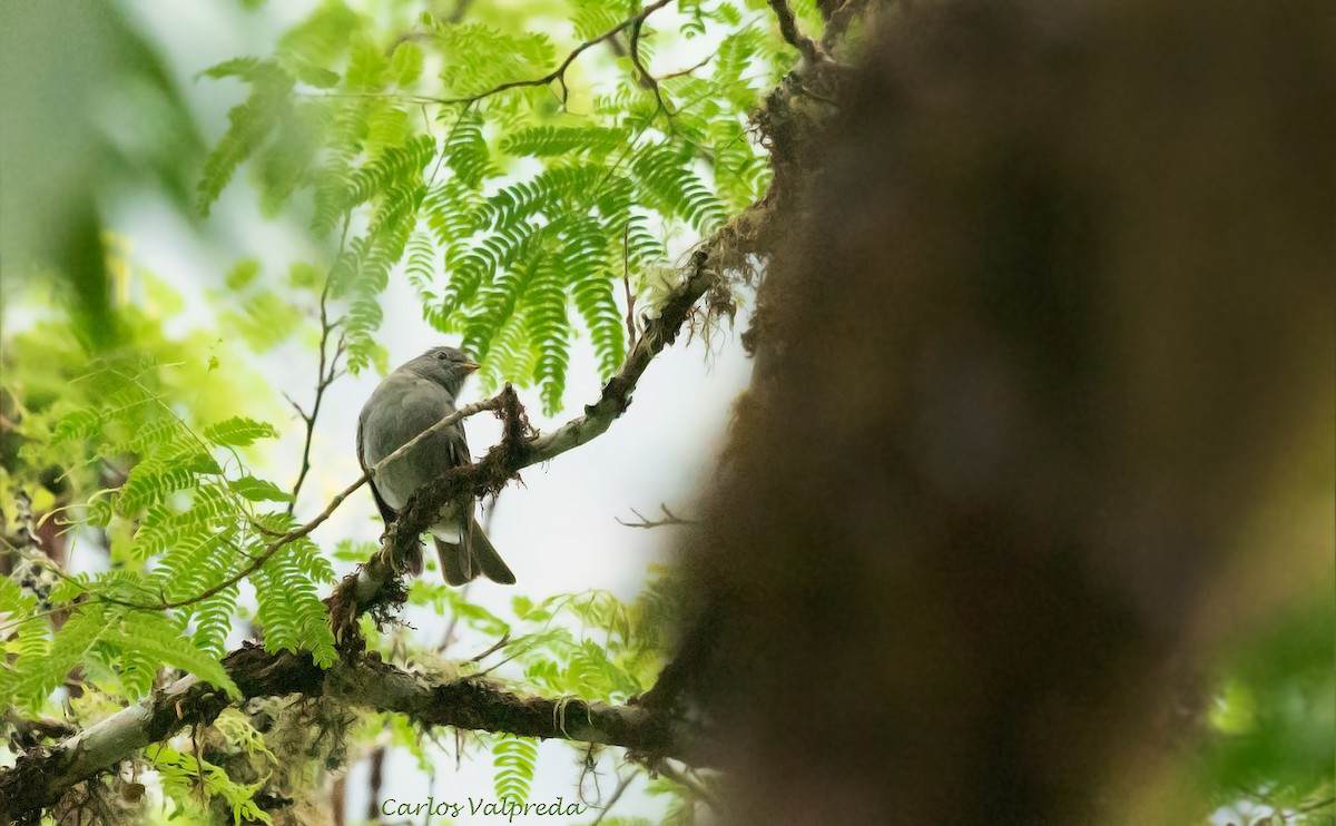 Slaty Elaenia - Carlos Valpreda