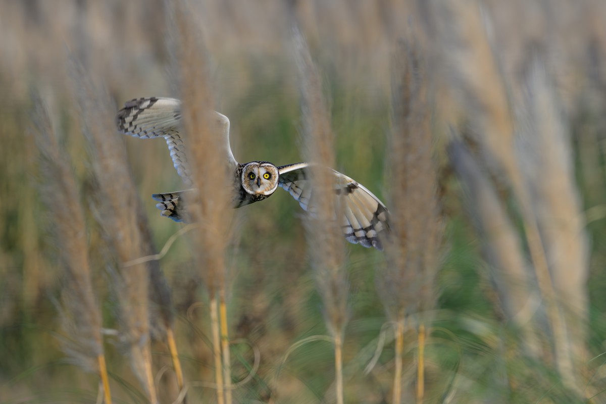 Short-eared Owl - ML618454729