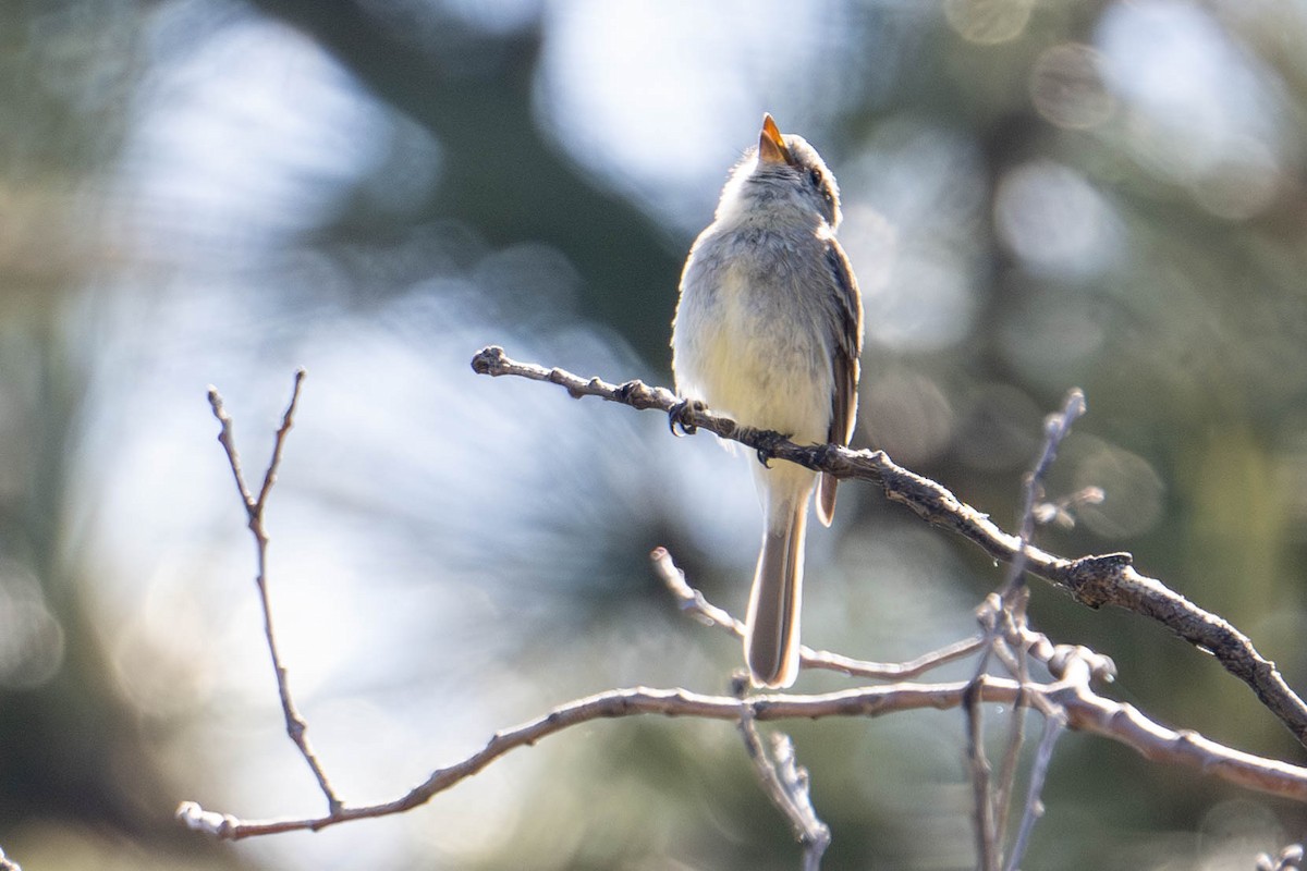 Dusky Flycatcher - Nancy Christensen