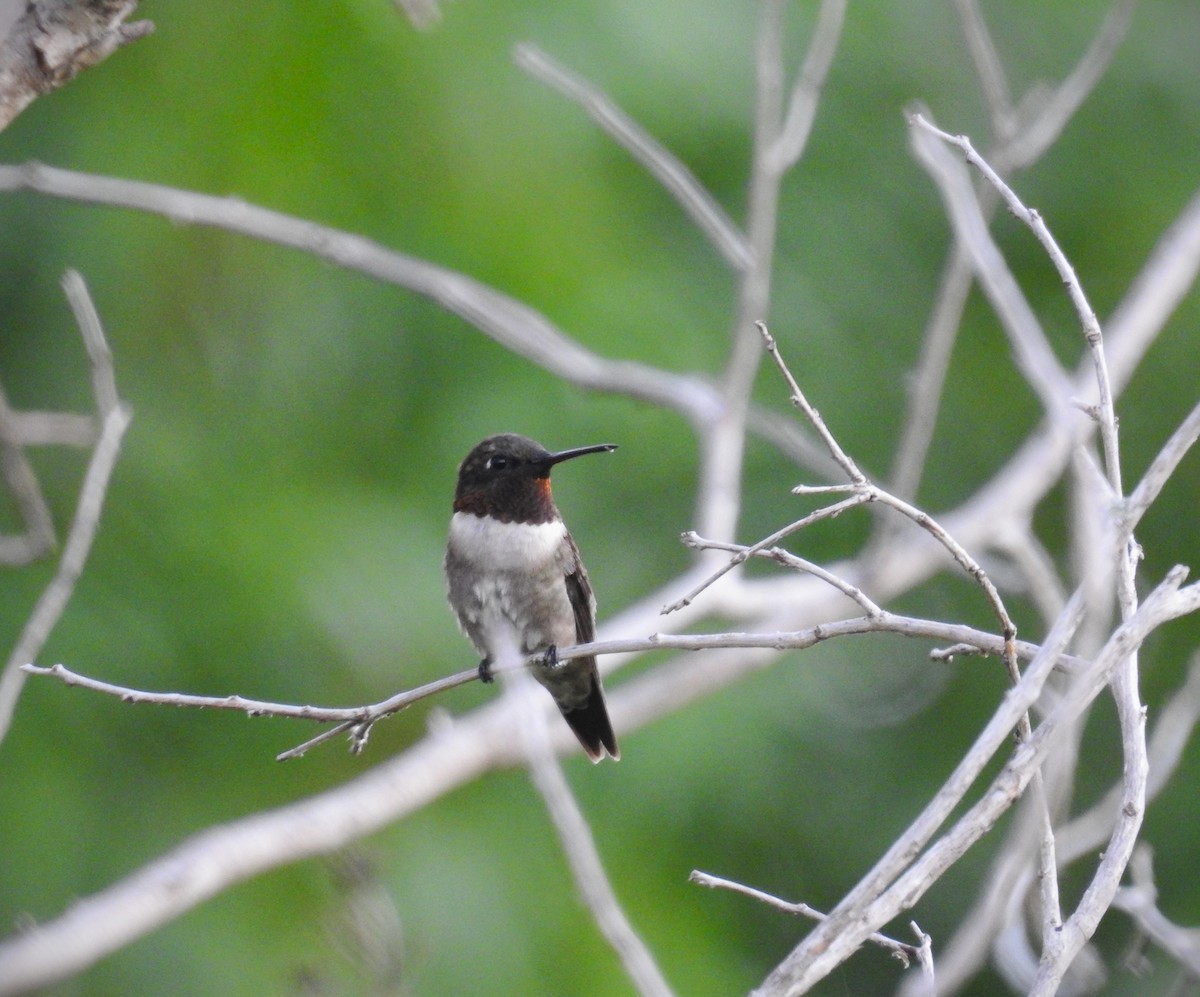 Ruby-throated Hummingbird - ML618454763