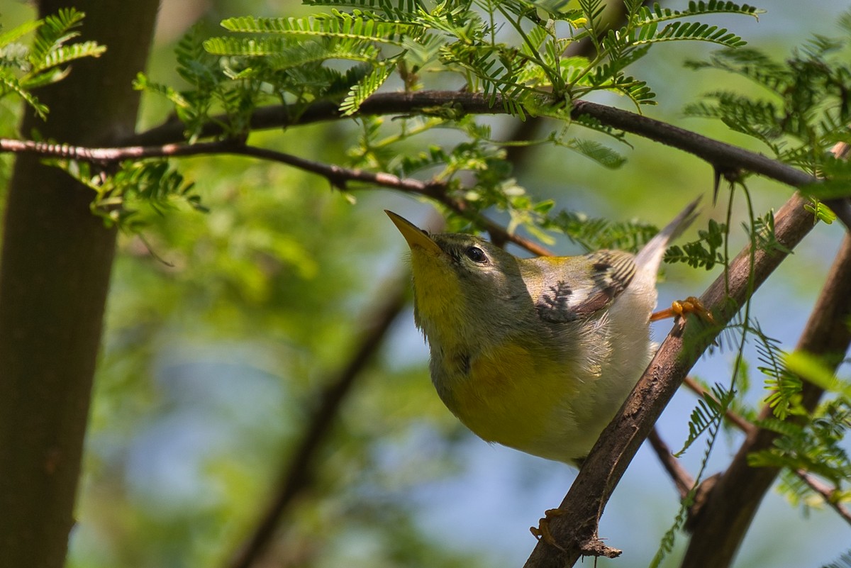 Northern Parula - Donald Fullmer