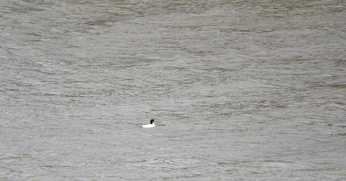 Common Merganser - Monique Maynard