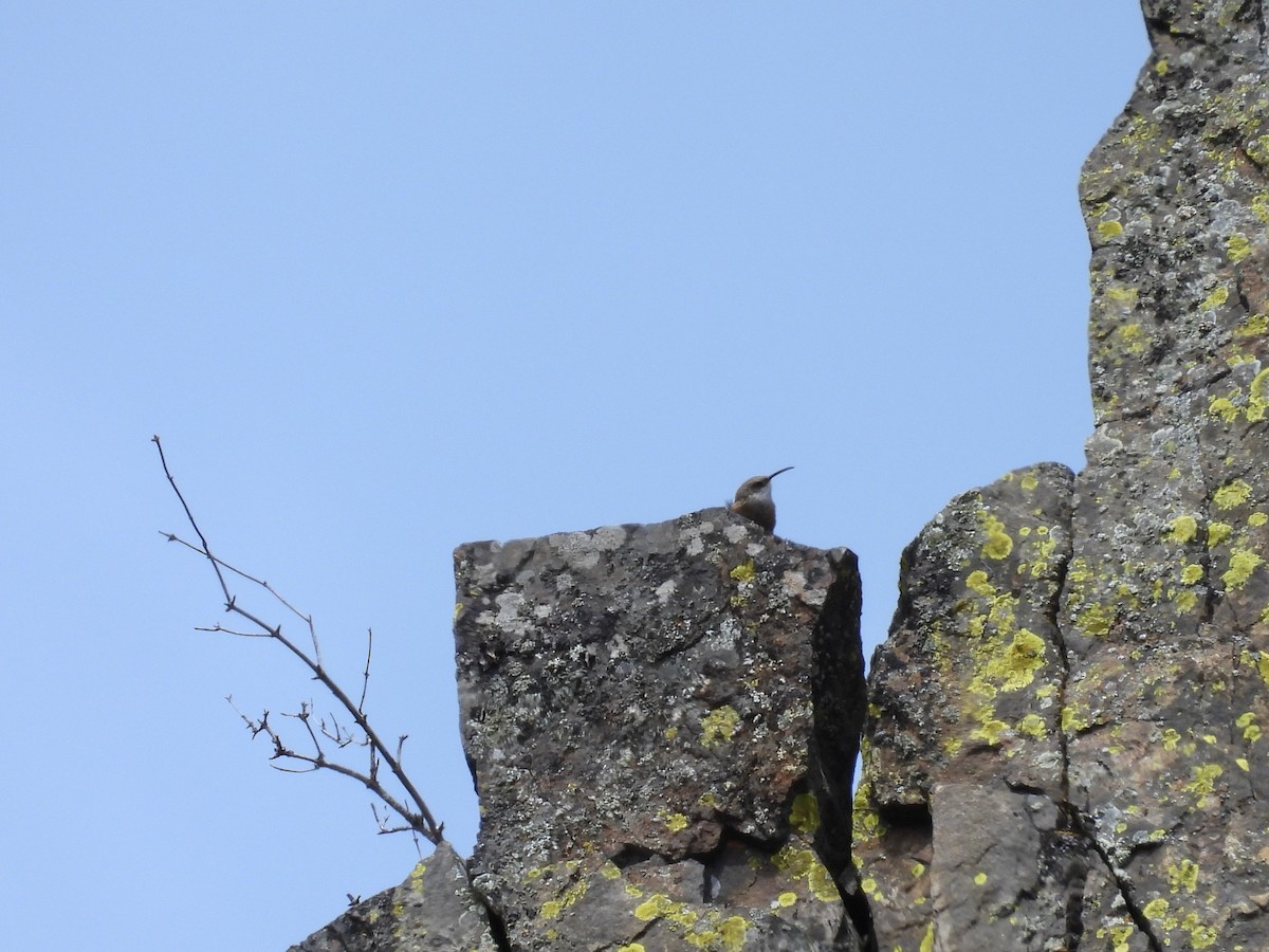 Canyon Wren - ML618454800