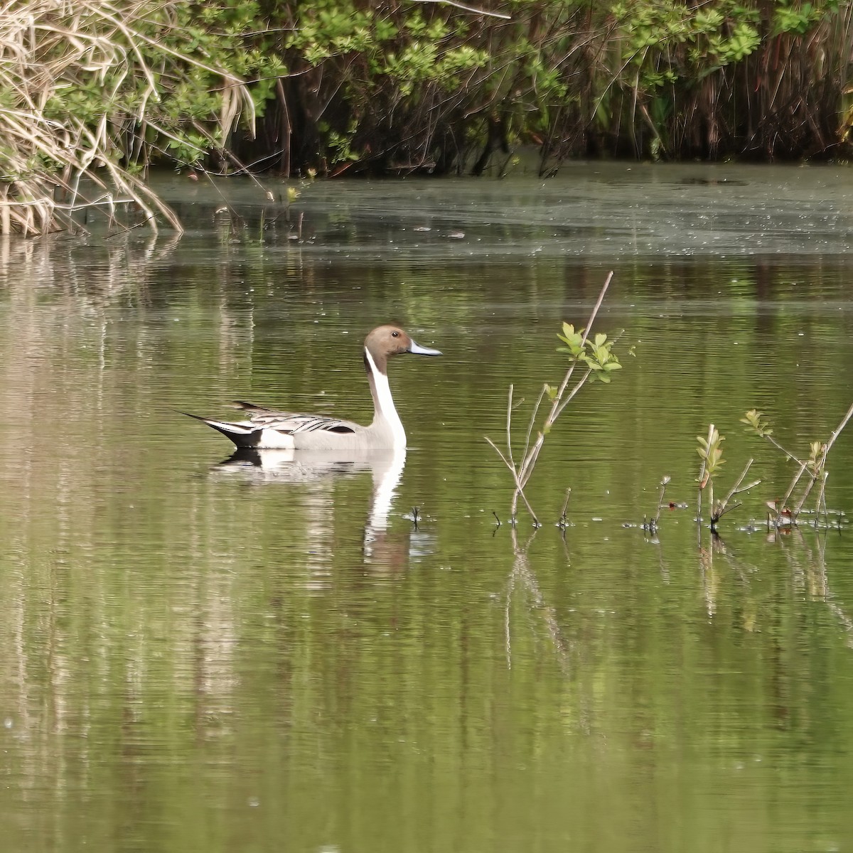 Northern Pintail - George Clulow