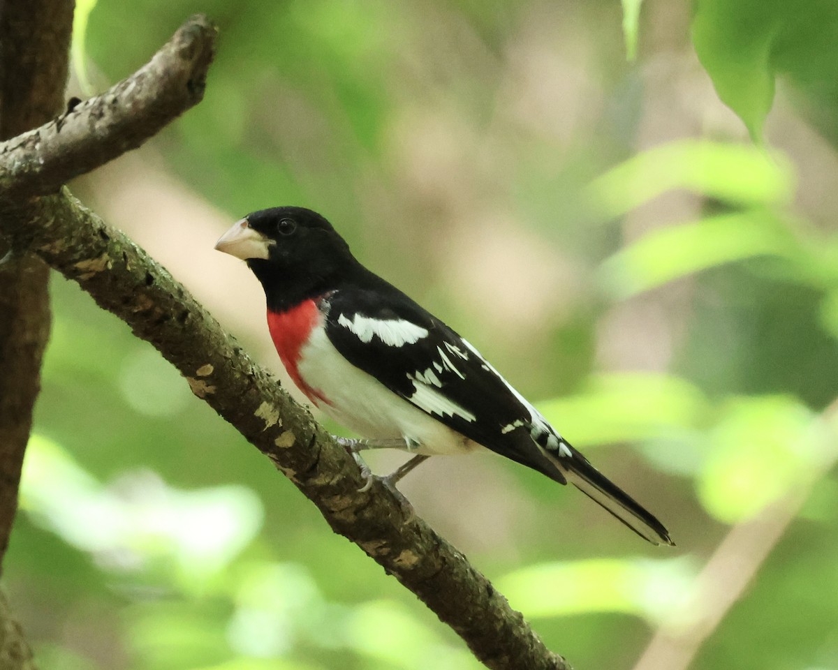 Rose-breasted Grosbeak - ML618454858