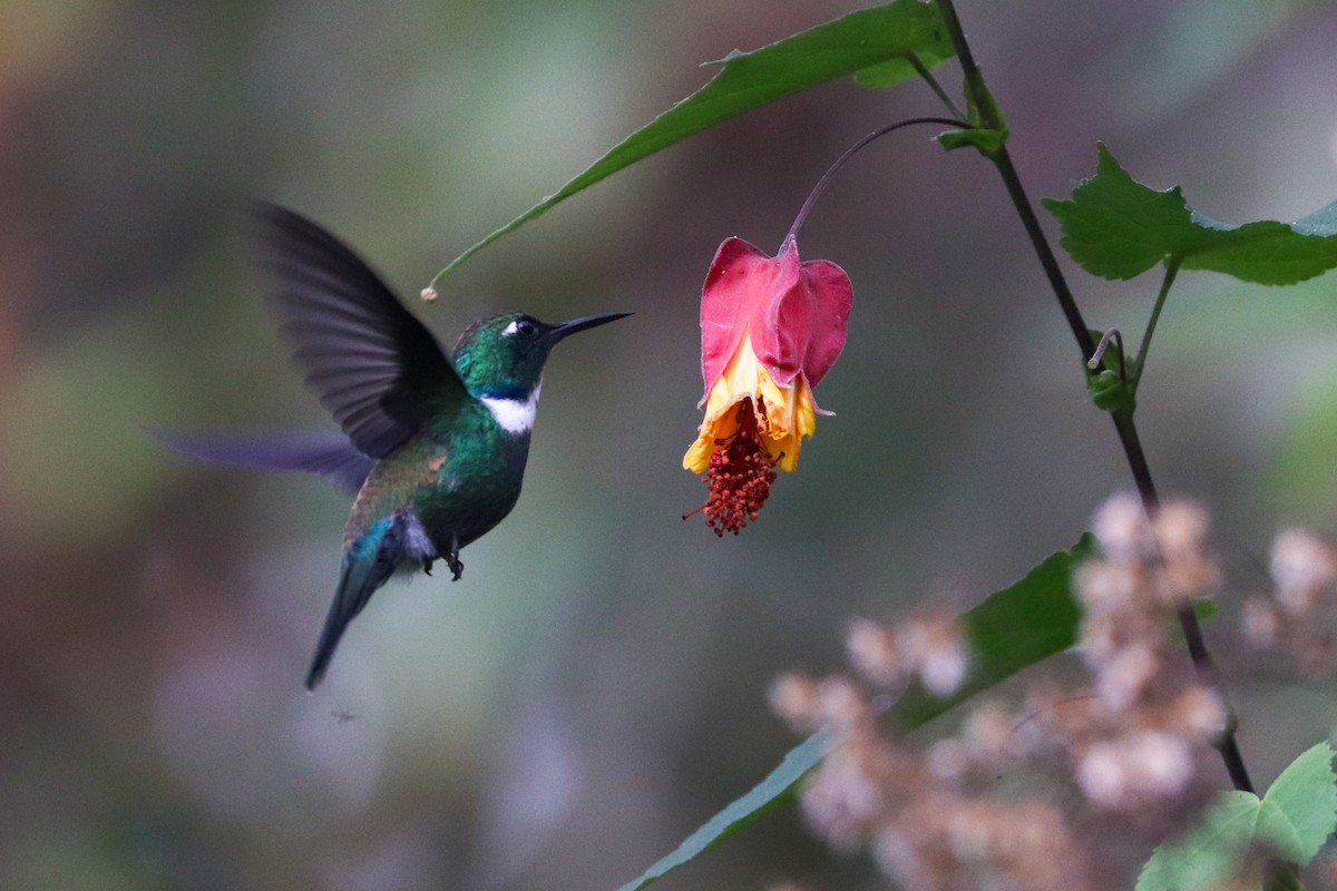 Colibrí Picocuña Occidental - ML618454869