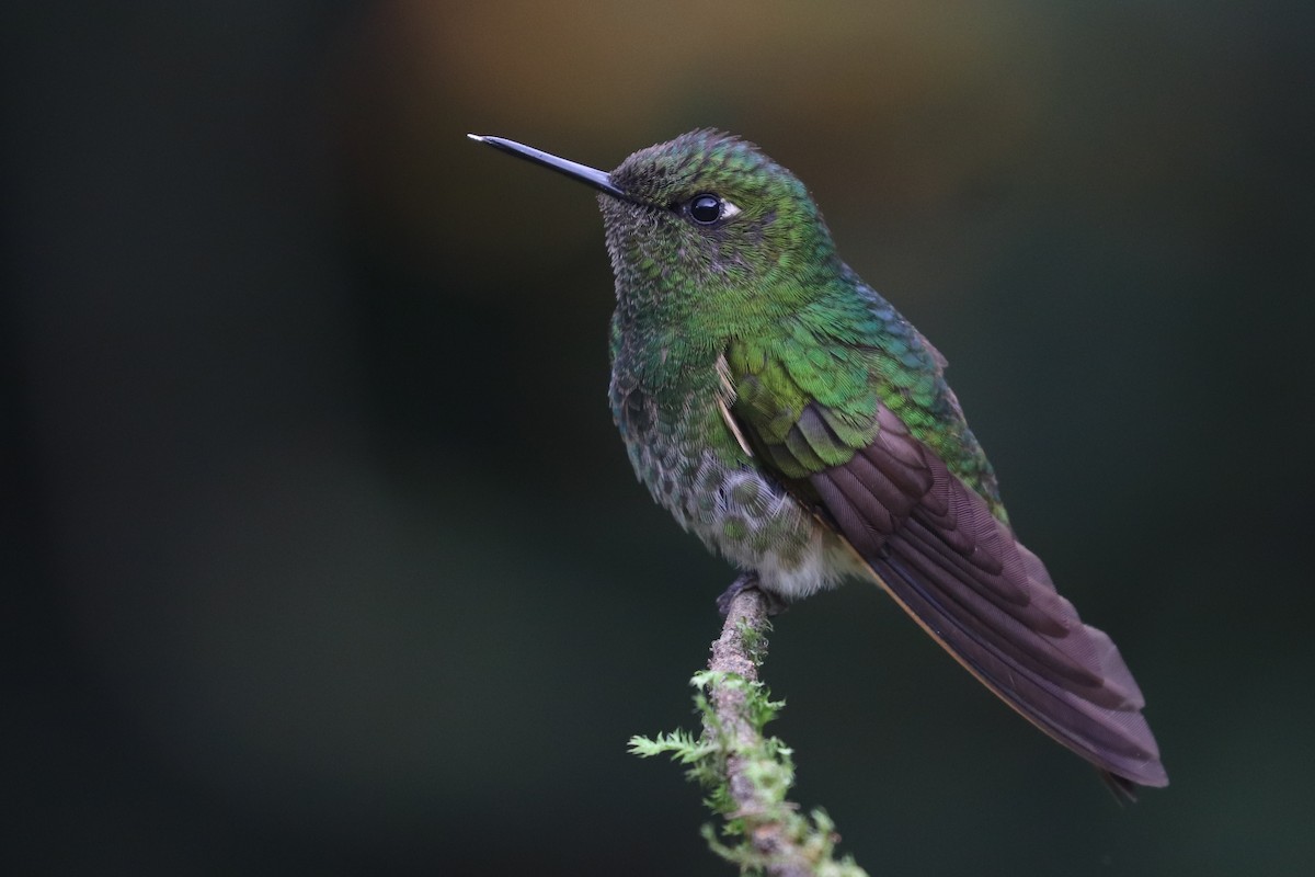 Buff-tailed Coronet - ML618454875