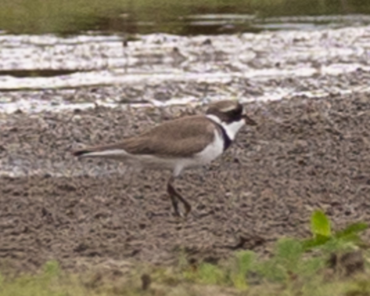 Common Ringed/Semipalmated Plover - ML618454885