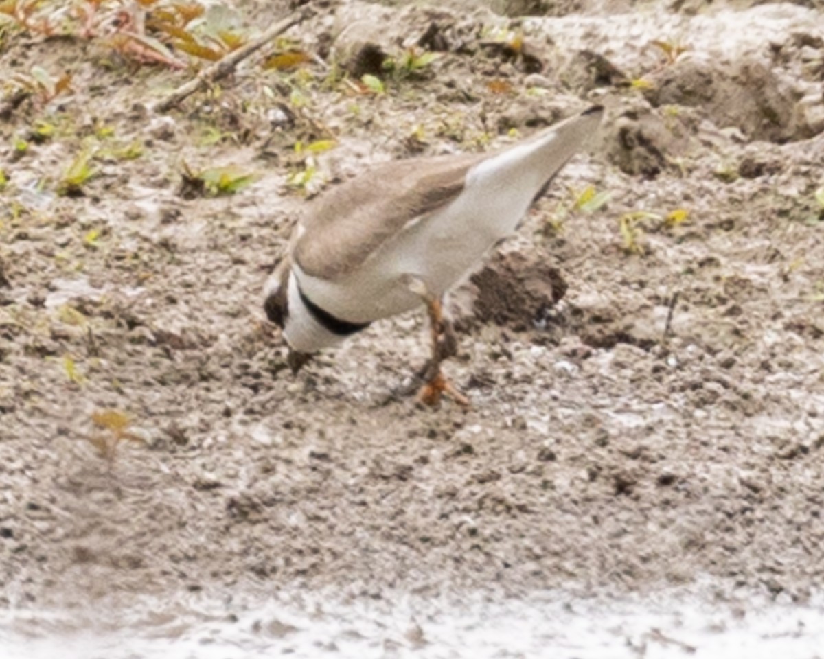 Common Ringed/Semipalmated Plover - ML618454886