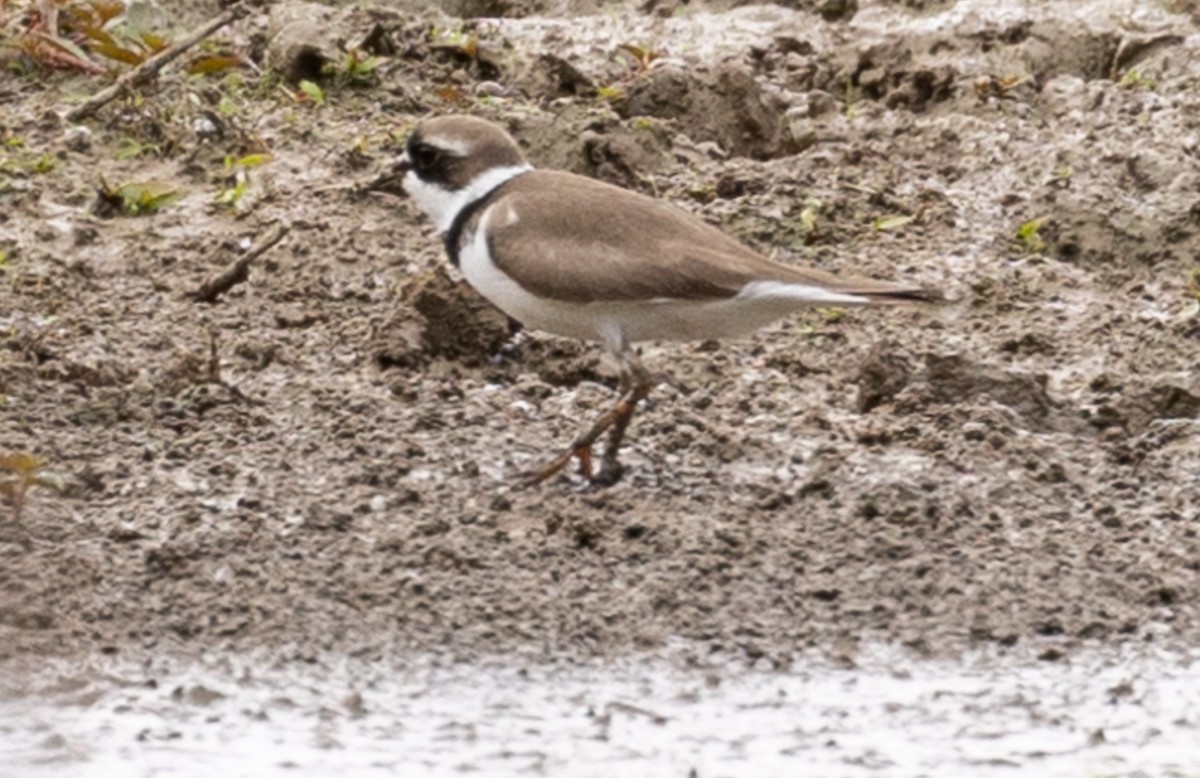 Common Ringed/Semipalmated Plover - ML618454887