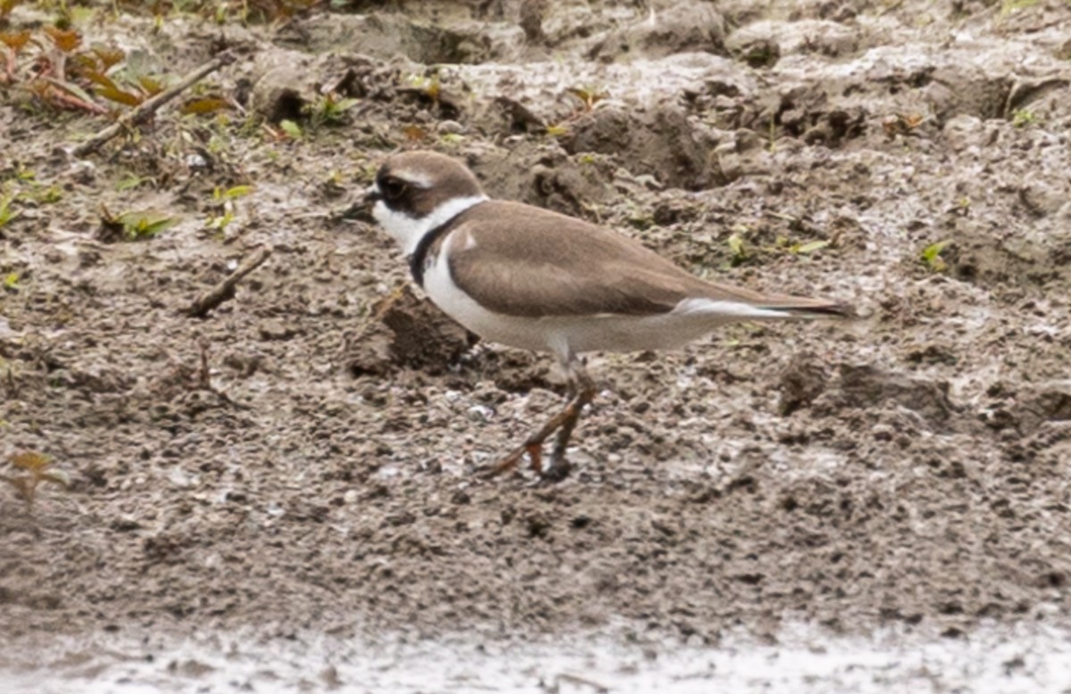 Common Ringed/Semipalmated Plover - ML618454888