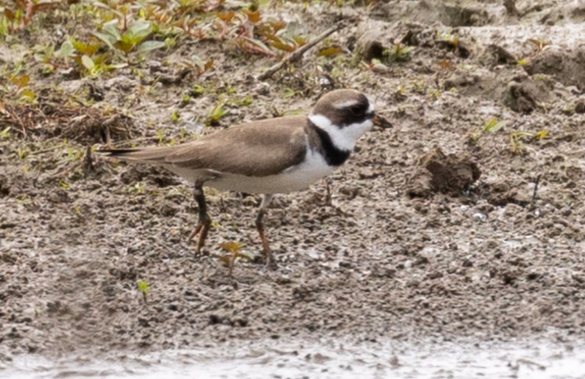 Common Ringed/Semipalmated Plover - ML618454889