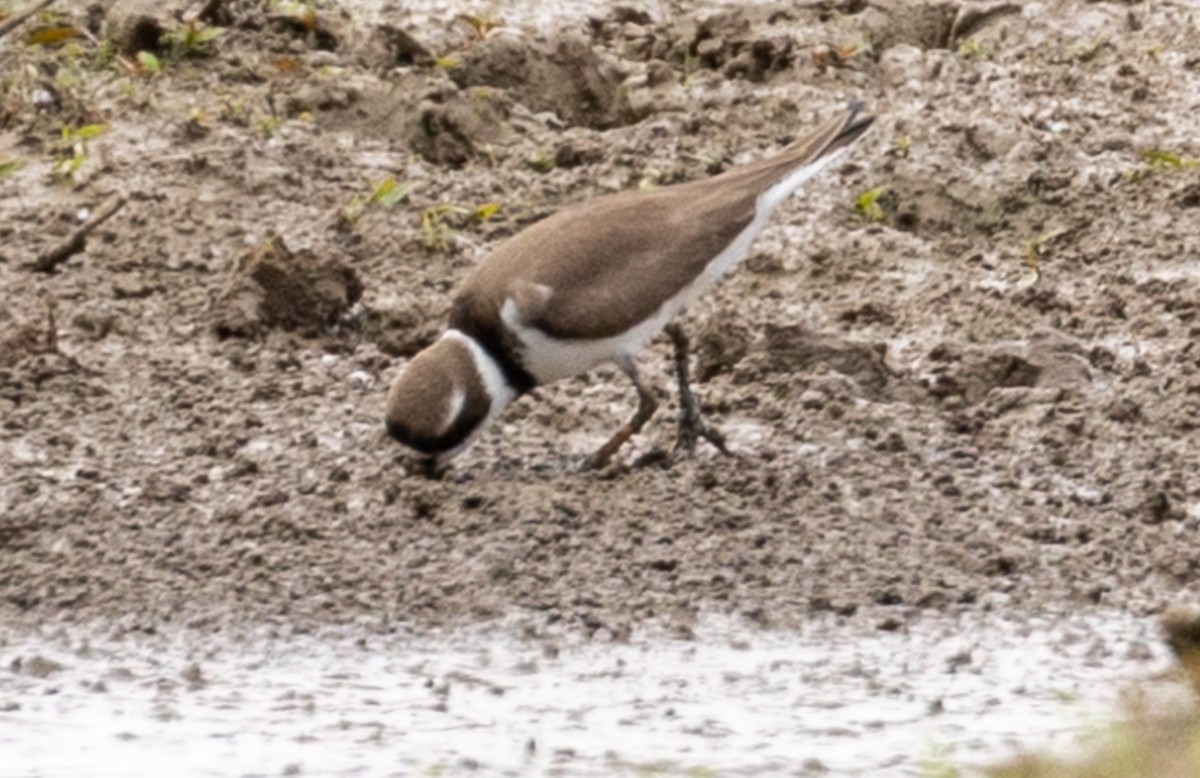 Common Ringed/Semipalmated Plover - ML618454890