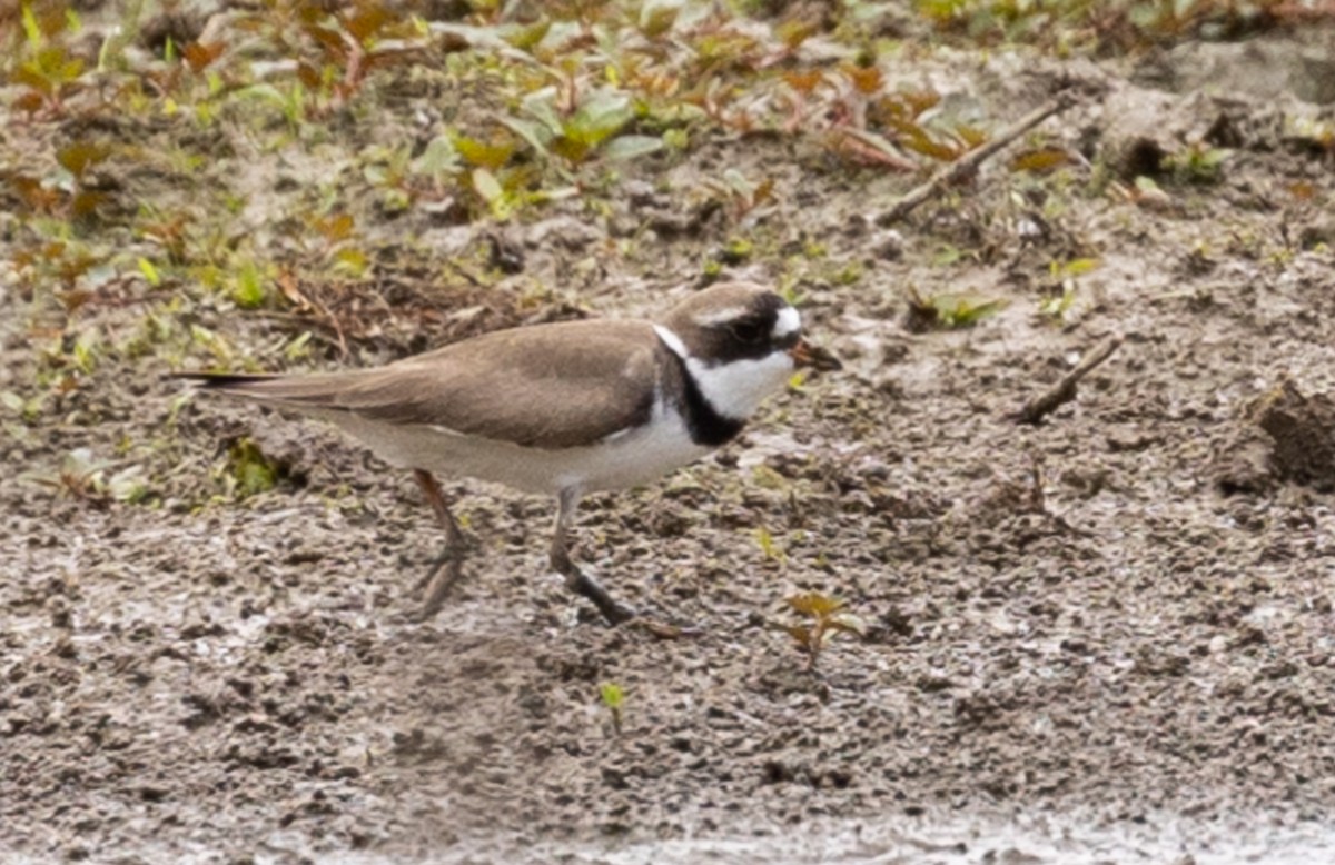 Common Ringed/Semipalmated Plover - ML618454891