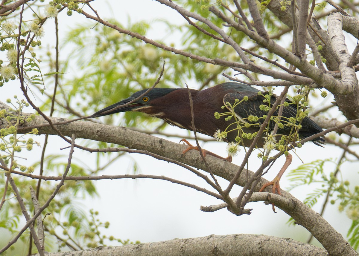 Green Heron - Andrew Bates