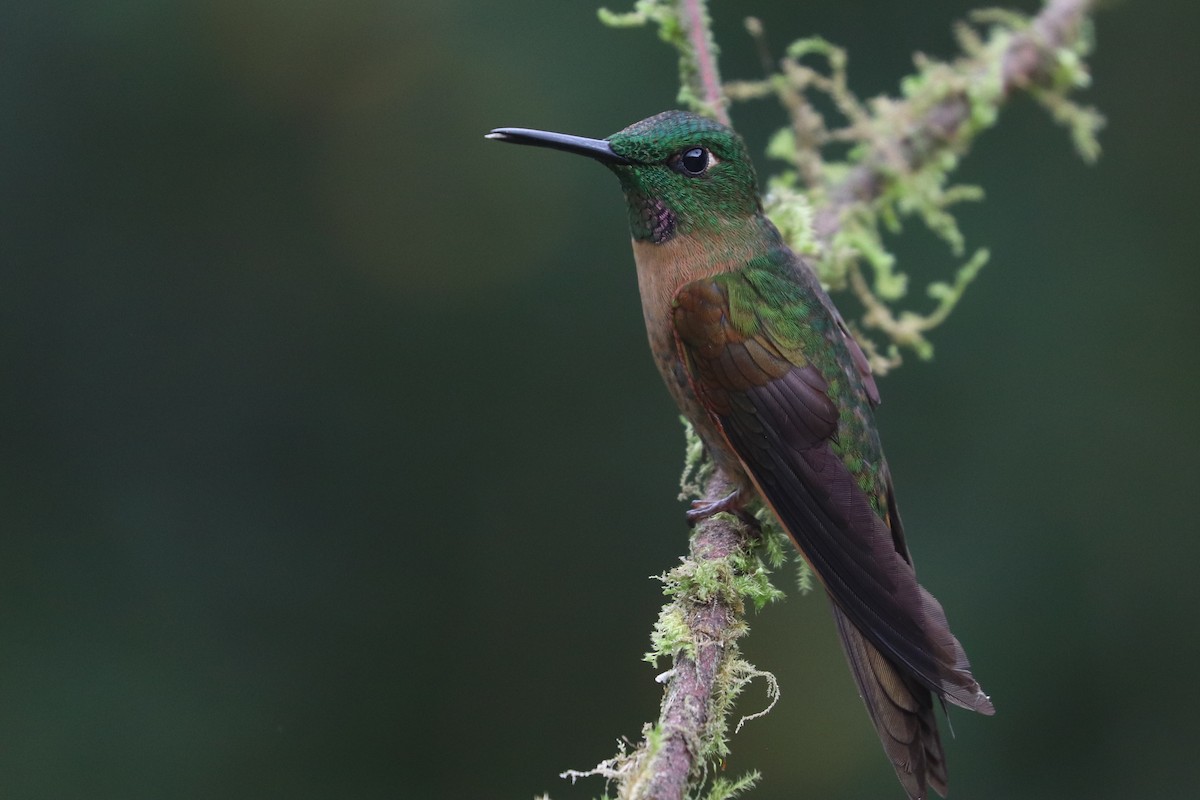 Fawn-breasted Brilliant - Martina Nordstrand